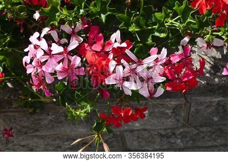 The Picture Shows Pelargonium Webcap In The Garden