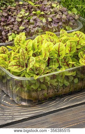 Micro Green Of A Green Young Sorrel, Closeup. Useful Super Food.
