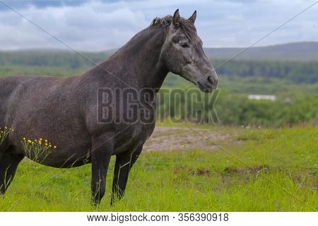 The Beautiful Black Horse Is Standing In The Pasture On A Cloudy Day.