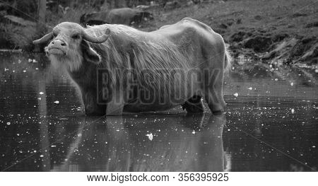 The Water Buffalo (bubalus Bubalis), Also Called The Domestic Water Or Asian Water Buffalo, Is A Lar