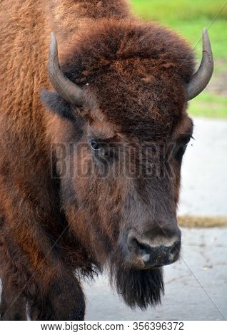 Agriculture, America, American, Animal, Big, Bison, Black And White, Breeding, Brown, Bull, Canyons,
