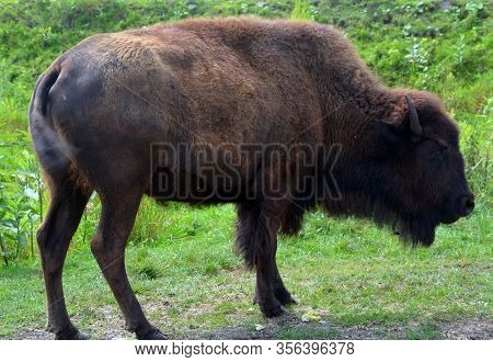 Agriculture, America, American, Animal, Big, Bison, Black And White, Breeding, Brown, Bull, Canyons,