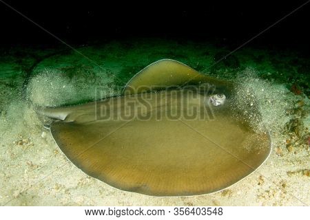 Jenkin's Whipray (Stingray or Sting Ray)