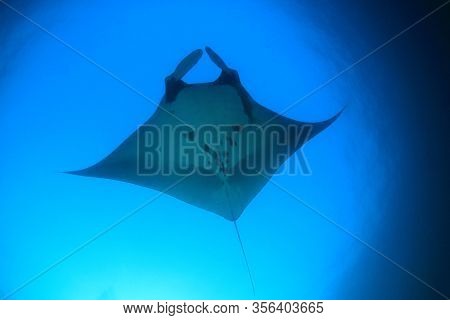 Manta Ray. Scuba diving with manta on coral reef 