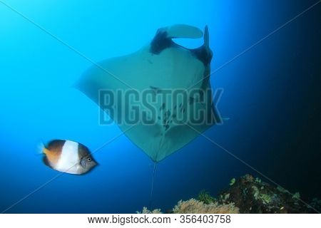 Manta Ray. Scuba diving with manta on coral reef 