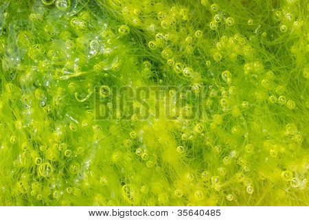 sfondo di alga ulva con tante bollicine