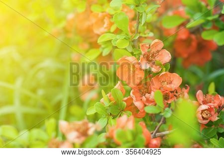Blooming Orange Chaenomeles Japonica Close-up. Blur Effect