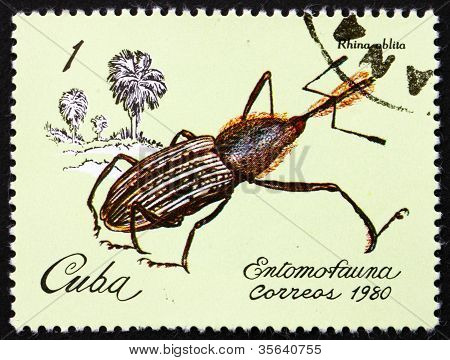 Postage stamp Cuba 1981 Weevil, Rhina Oblita, Insect