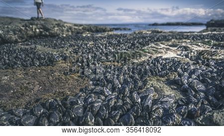 Beautiful Nature On Vancouver Island In Canada