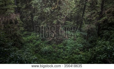 Beautiful Nature On Vancouver Island In Canada