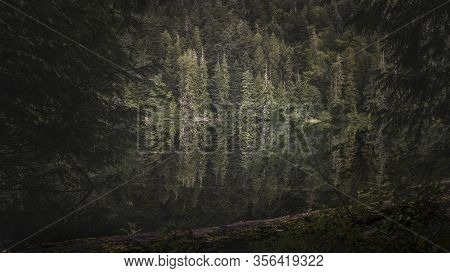 Beautiful Nature On Vancouver Island In Canada