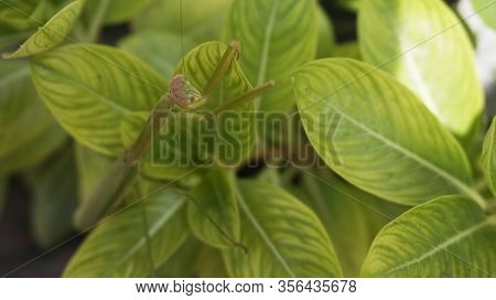 Closed Up Shot From Praying Mantis On A Leaves