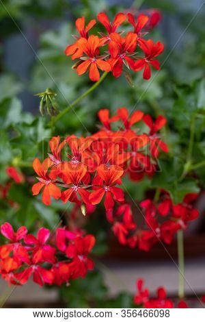 Red Geranium ( Pelargonium) Flowers Blooming In A Garden