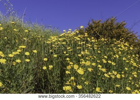 Meadow With Blooming Yellow Crown Daisy Chrysanthemum Coronarium Flowers Against Blue Sky