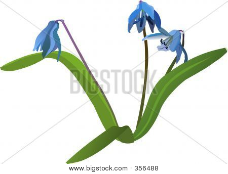Squill