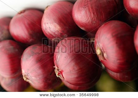 cebula