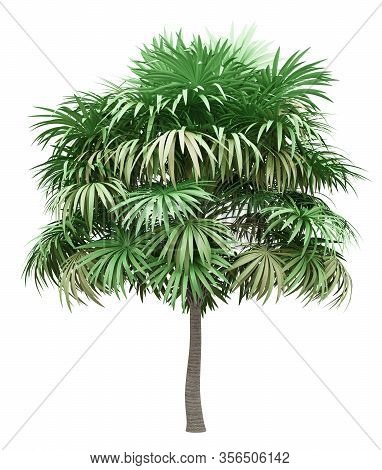 Thatch Palm Tree Isolated On White Background. 3d Illustration