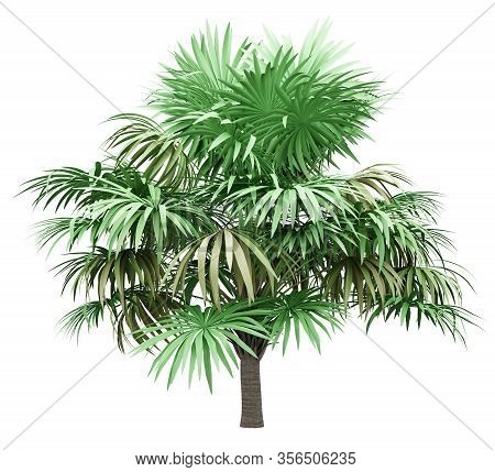 Thatch Palm Tree Isolated On White Background. 3d Illustration