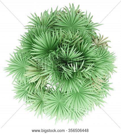 Thatch Palm Tree Isolated On White Background. Top View. 3d Illustration
