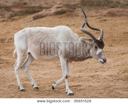 Addax eller Mendes antilope: Dyr fra Afrika