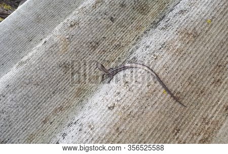 Little Gray Lizard On A Slate Sheet. Small Reptile.