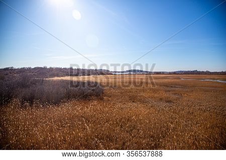 Wintertime View Of Grassland 