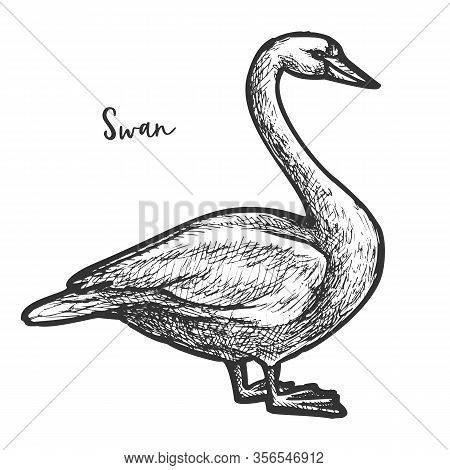 Sketch Of White Mute Swan, Wildlife Cygnus