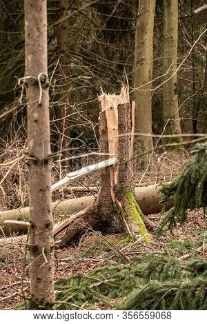Broken Trees After A Big Storm With Big Squalls