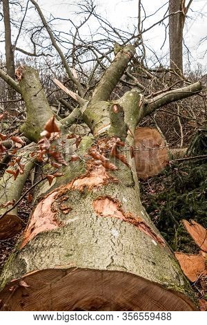 Broken Trees After A Big Storm With Big Squalls