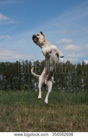 Cadebo Dog, Fawn In Summer, Jumping Rapidly Up Among Green Grass Against A Blue Sky