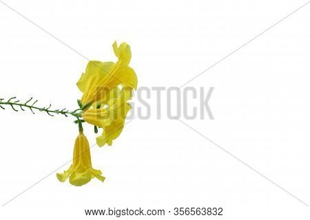 In Selective Focus A Bouquet Of Swet Yellow Trumpetbush Flower Blossom With Green Leaves On White Is