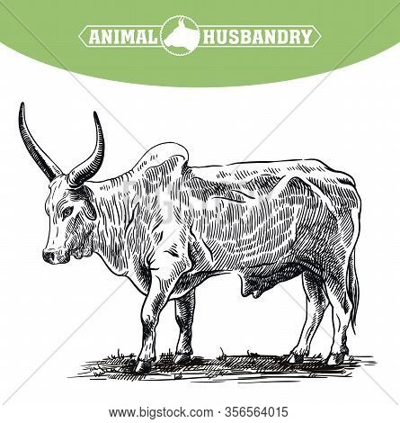 Color Bull Drawn By Hand. Livestock. Cattle. Animal Grazing