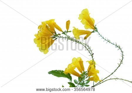 In Selective Focus A Bouquet Of Swet Yellow Trumpetbush Flower Blossom With Green Leaves On White Is