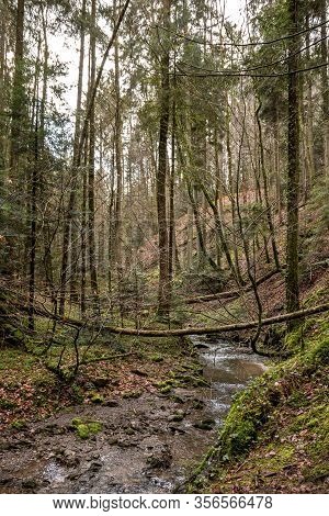 Little Creek Down The Canyon In The Middle Of The Green Forest