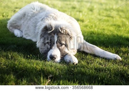 Caucasian Shepherd Dog Is Lying On A Green Grass.  Caucasian Shepherd Dog Is 6 Month