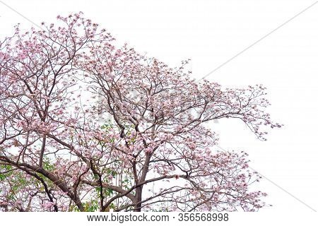 A Sweet Tabebuia Flower Blossom On A Tall Tree With Branches ,white Sky Background