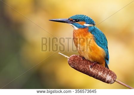 Cute Male Common Kingfisher Sitting On Bulrush Flower In Spring At Sunrise