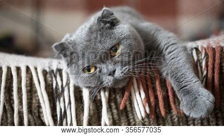 Felis Catus Sfs Lies On The Couch And Misses.