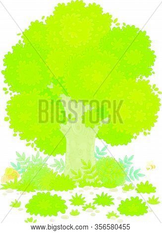 Big Branchy Oak Tree, Green Bushes, Grass And Mushrooms On A Pretty Forest Glade In Summer, Vector C