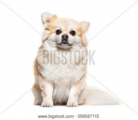 Sitting and facing Pomeranian, isolated on white