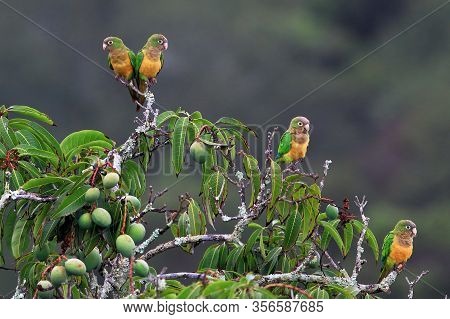 Flock Of Parrot Perched On A Mango Tree