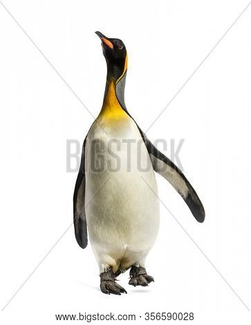 Front view of a king penguin walking, isolated on white