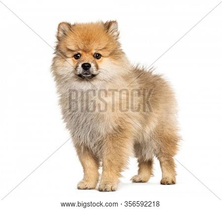 Standing Keeshond, isolated on white