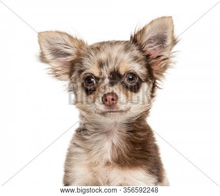 Headshot of a Chihuahua, isolated on white