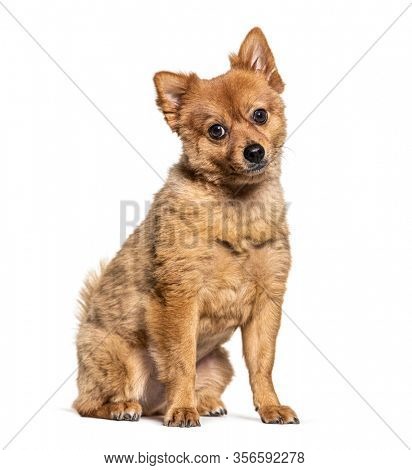 Brown Crossbreed dog, isolated on white
