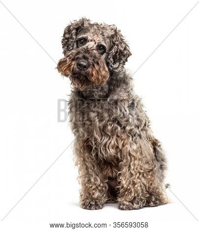 Crossbreed dog, isolated on white