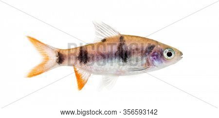 Side view of a Dawkinsia tambraparniei, fish, isolated on white