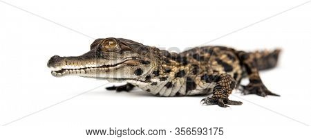 Young West African slender-snouted crocodile, Mecistops cataphractus, isolated on white