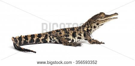 Young West African slender-snouted crocodile, Mecistops cataphractus, isolated on white