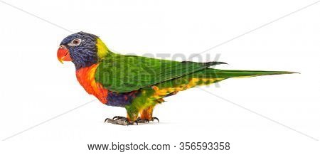 Rainbow Lorikeet, Trichoglossus moluccanus, isolated